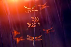 Sommerelfen - Libellen im letzten Licht von Roeselien Raimond