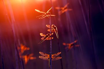 Zomerelfjes - Libellen in het laatste licht van Roeselien Raimond