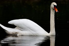swan by Sebastian Stef