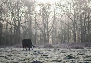 vache par un matin froid