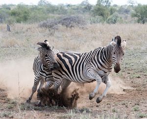 Playful fight! van Robert Kok