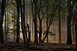 Der dunkle Wald erwacht