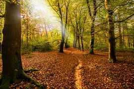 Herbstlicher Waldweg mit Sonnenstrahlen.