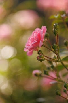 Rosa The Fairy - Dance of the Bokeh van Dagmar Hijmans