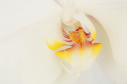 Close-up van een witte Orchidee