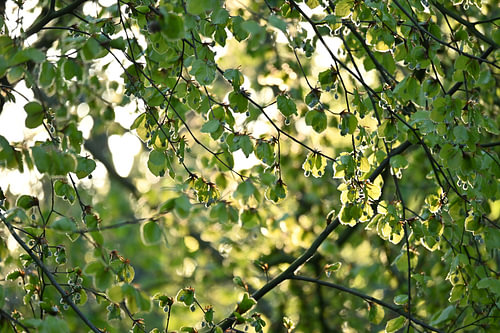 L'or vert