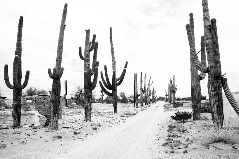 Las Guevaras Cactus van Walljar