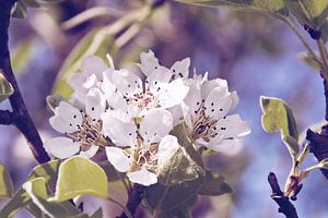 Fleurs de pommier