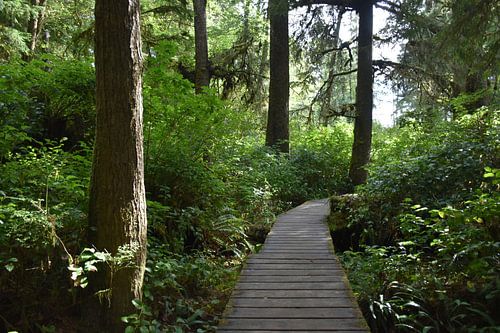 Een parcours in het park in de zomer