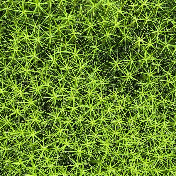 Stermos in Mustern von Christiaan de Groot