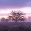 Morgenrood van Hetwie van der Putten