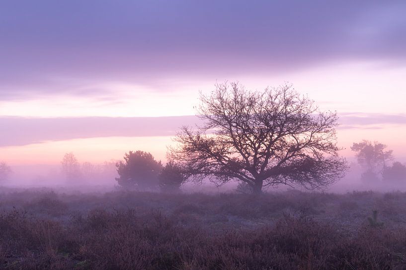 Morning Red by Hetwie van der Putten