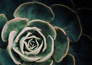 DARKSIDE OF SUCCULENTS IV-D2