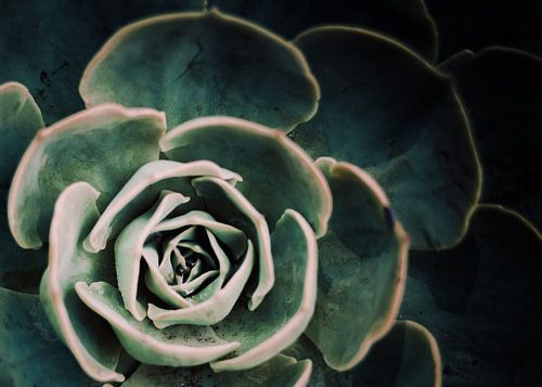 DARKSIDE OF SUCCULENTS IV-D2