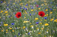 Zwei Mohnblumen von Karin van Es Miniaturansicht