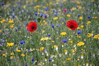 Zwei Mohnblumen