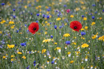 Zwei Mohnblumen