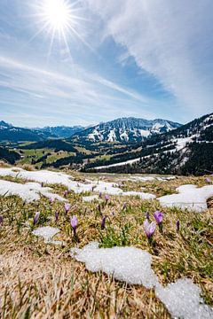 Sentiments printaniers avec les crocus et la vue sur l'Oberjoch sur Leo Schindzielorz