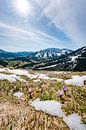 Lentekriebels met krokussen en uitzicht op Oberjoch van Leo Schindzielorz thumbnail