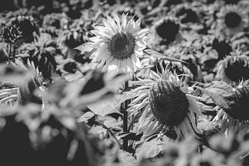 Zonnebloemenveld in zwart wit