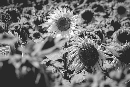 Bright yellow sunflower in agriculture field in the loire, France, Europe. 