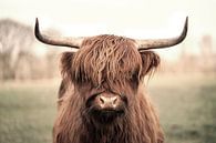 Betovering in Vacht De Majestueuze Schotse Hooglander van Femke Ketelaar thumbnail