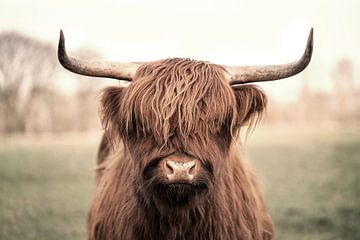 Enchantment in Fleece - The Majestic Scottish Highlander by Femke Ketelaar