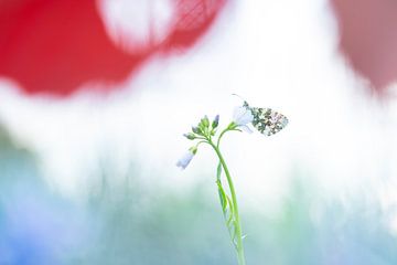 Holländische Farben mit oranger Spitze