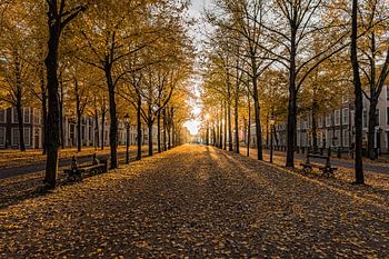 La Haye - Lange Voorhout