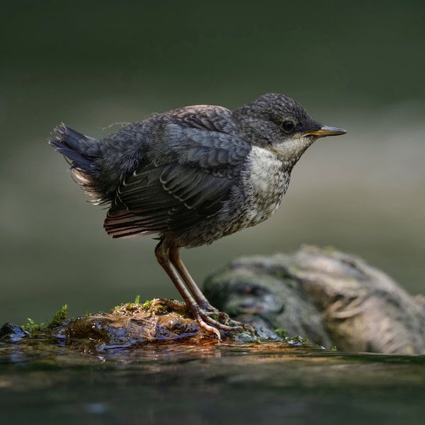Wasseramsel ( Cinclus cinclus ), gerade eben flügger Jungvogel sitzt im Lichtspot auf Steinen im Was par wunderbare Erde