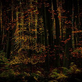 Forêt d'automne sur Elly van Veen