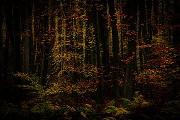 Herfstbos van Elly van Veen