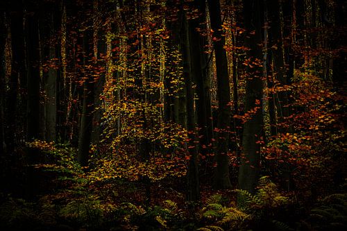 Herfstbos van Elly van Veen