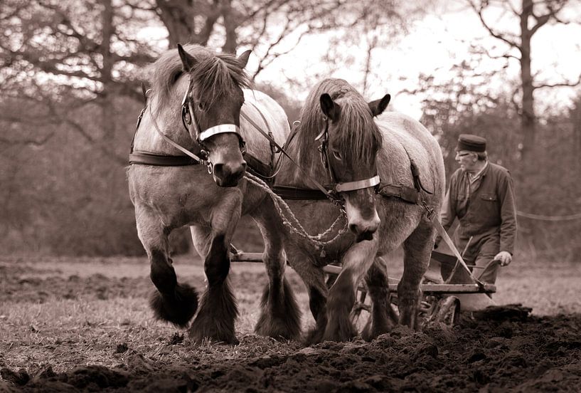 And the farmer, he ploughed on.... by Babette Veenendaal