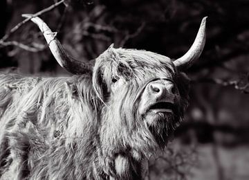 Schotse Hooglander van Lens_en_Dier/Vizier Fotografie