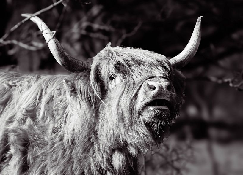 Scottish Highlander by Lens_en_Dier/Vizier Fotografie