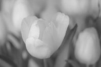 Weiße Tulpen in Schwarz weiß