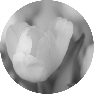 Witte tulpen in zwart wit van Berthold Ambros