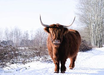 Schottische Highlander