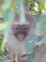 South African squirrel monkey