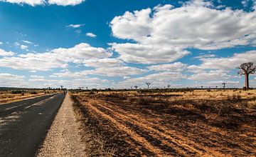 Baobab country