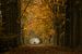 Fietsen op een sprookjesachtig herfst boslaan van Moetwil en van Dijk - Fotografie
