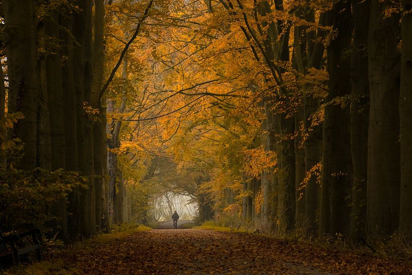 Fietsen op een sprookjesachtig herfst boslaan van Moetwil en van Dijk - Fotografie