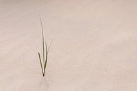 Eén enkel plantje is genoeg