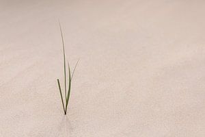 Une seule plante suffit