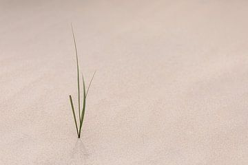 A single plant is enough by FotoSynthese