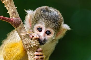 Bolivianisches Totenkopfäffchen