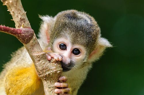 Bolivianisches Totenkopfäffchen