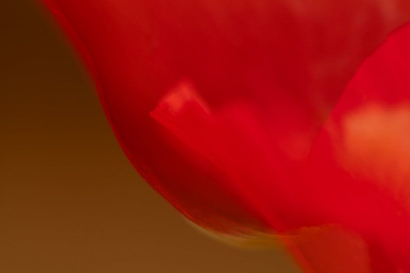 Coquelicot flottant par Nicole Schmidt