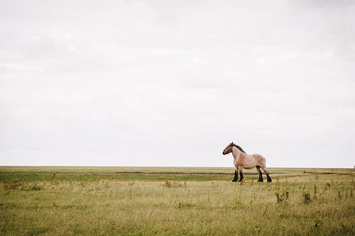 Cheval de trait belge dans la vasière nord néerlandaise